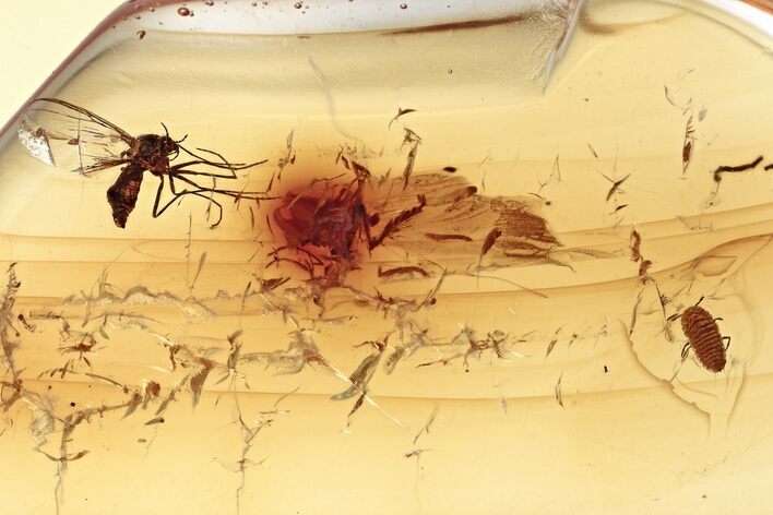 Fossil True Midge and Wingless Scale Insect in Baltic Amber #343369